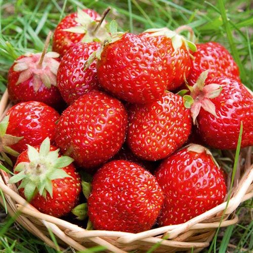 Dâu tây tốt cho tóc