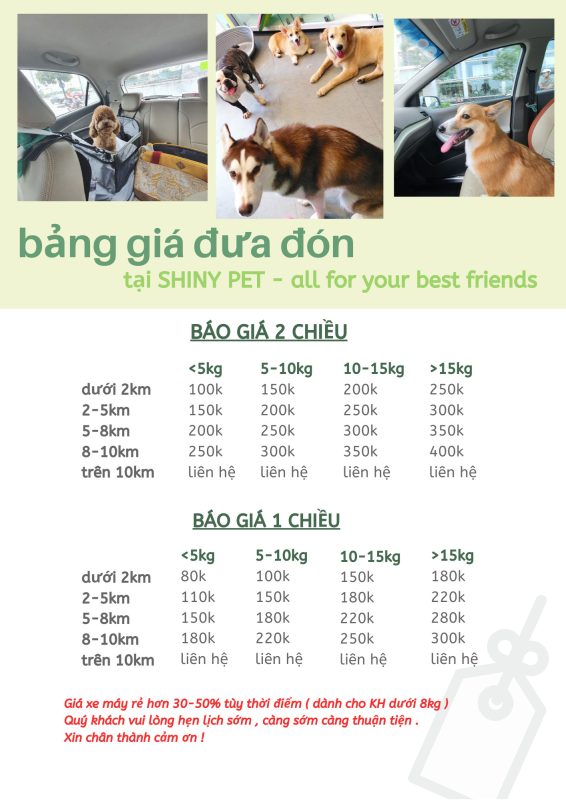 dich vu spa cho meo 2